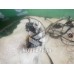 Проводка (коса) Chery QQ6 S21 07-10