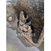 Рычаг задний продольный правый Ford Focus 1 1998-2004