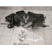 Локер передний левый Renault Logan 2005-2014