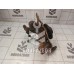 Кулак поворотный передний правый Opel Astra G 1998-2005