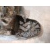Кронштейн опоры двигателя VW Passat B5 96-00