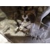 МКПП механическая коробка VW Passat B5 96-00