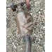Глушитель в сборе Ford Focus 1 1998-2004 Глушитель в сборе Ford Focus 1 1998-2004