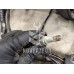Проводка (коса) Ford Focus 1 1998-2004 Проводка (коса) Ford Focus 1 1998-2004