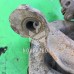 Кулак поворотный передний правый Toyota Corolla E10 1992-1997